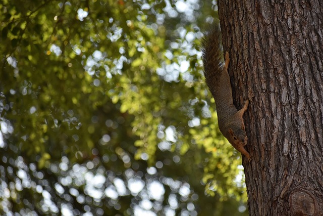 俱乐部文化 俱乐部文化